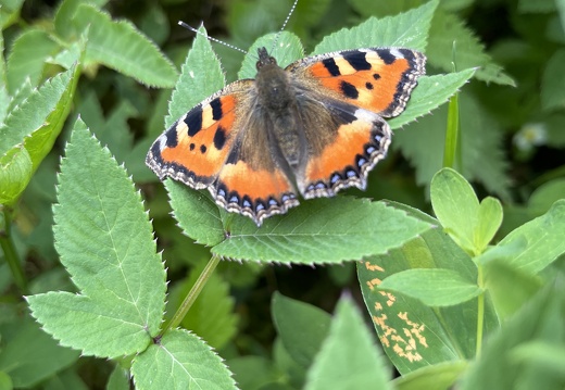 22-05-29 15-00-15 0994